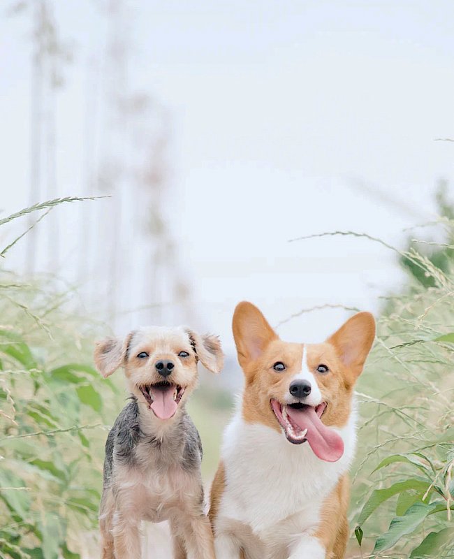 Dog Vet in Brevard, NC