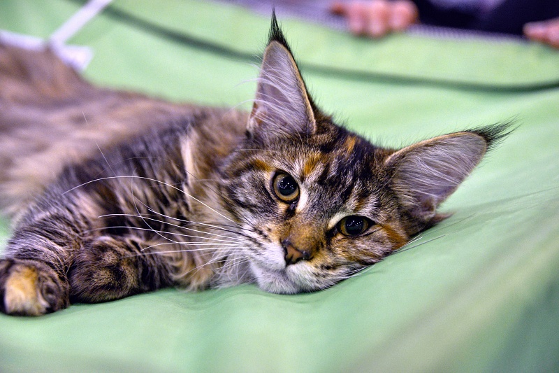 Emergency Vet in Brevard, NC